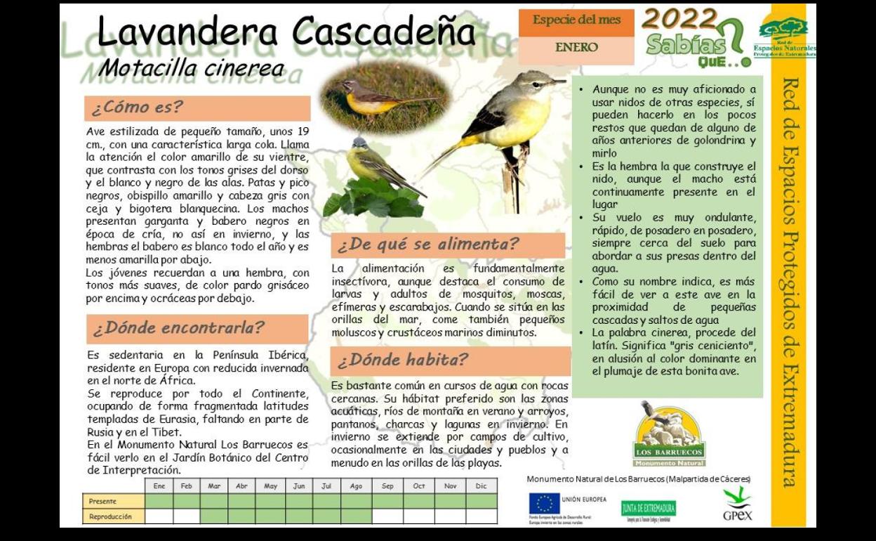 El Centro de Interpretación dedica el mes de enero a la Lavandera Cascadeña