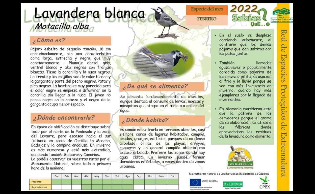 El Centro de Interpretación dedica el mes de febrero a la Lavandera Blanca