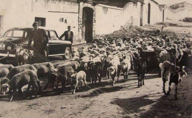 Imagen principal - Un rebaño de ovejas y cabras cruza la colada de la calle Alberca bajo la atenta mirada del taxista Juan Plata -Platina- . Años 60. Foto Archivo JAAG.