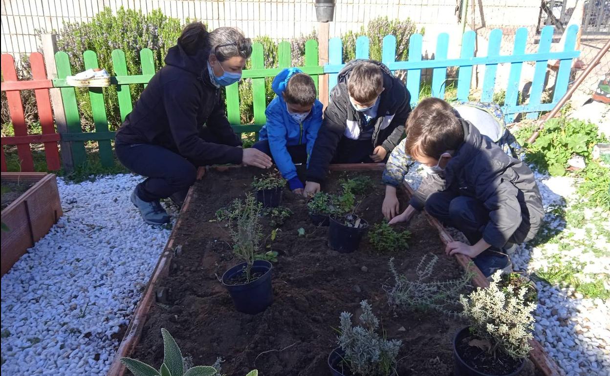 Actividad de plantación de plantas aromáticas. 