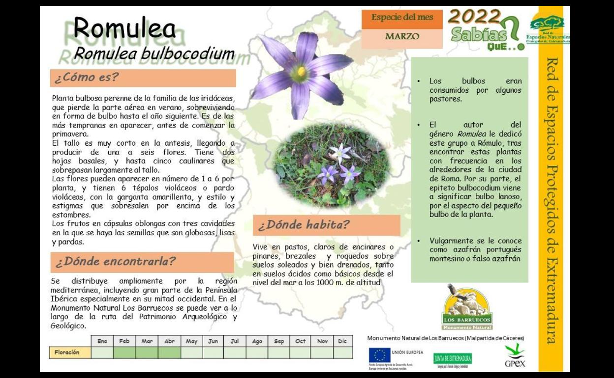 El Centro de Interpretación dedica el mes de marzo a las florecillas de la Romulea