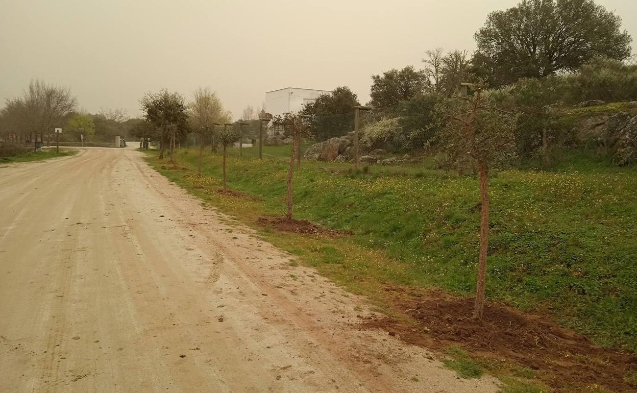 Nuevos árboles plantados por el Centro de Interpretación. 