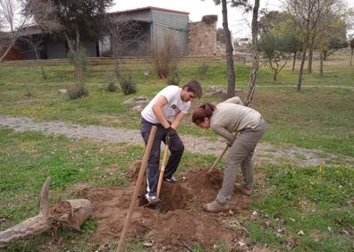 Imagen secundaria 1 - El Centro de Interpretación planta almeces en la zona que se convertirá en el nuevo aparcamiento de autobuses
