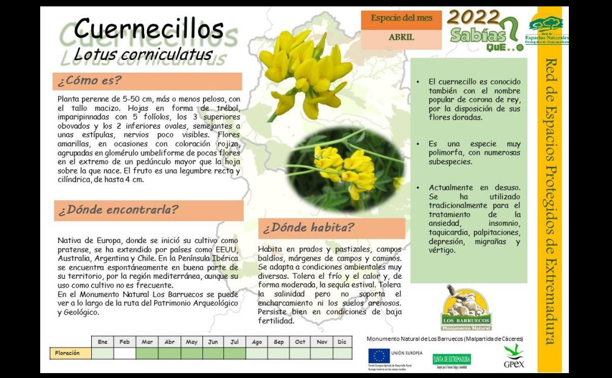 El centro de interpretación dedica la ficha de abril al Cuernecillo
