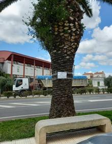Imagen secundaria 2 - El Ayuntamiento comienza con el tratamiento para el picudo rojo
