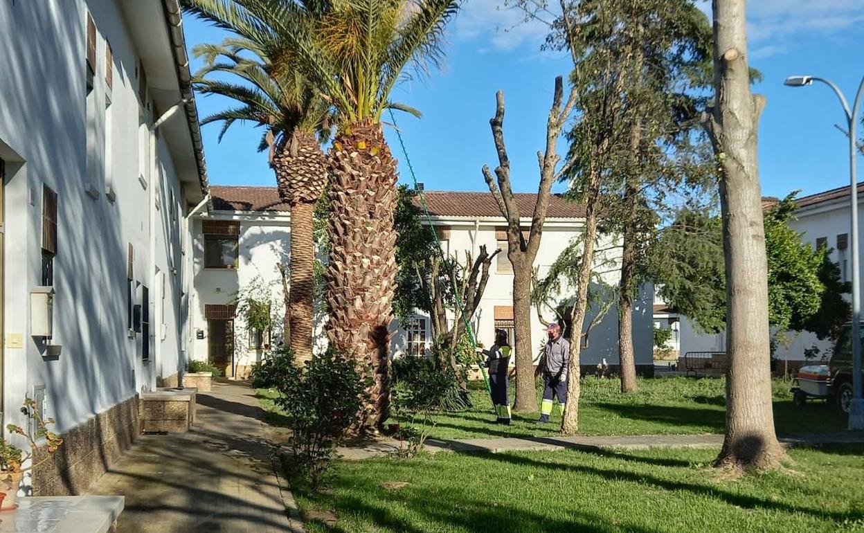 Dos operarios tratando una palmera. 