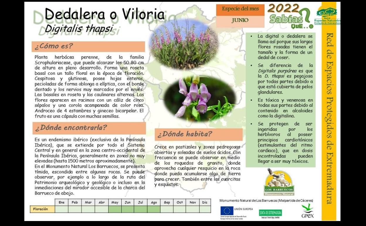 El Centro de Interpretación dedica el mes de junio a la Dedalera