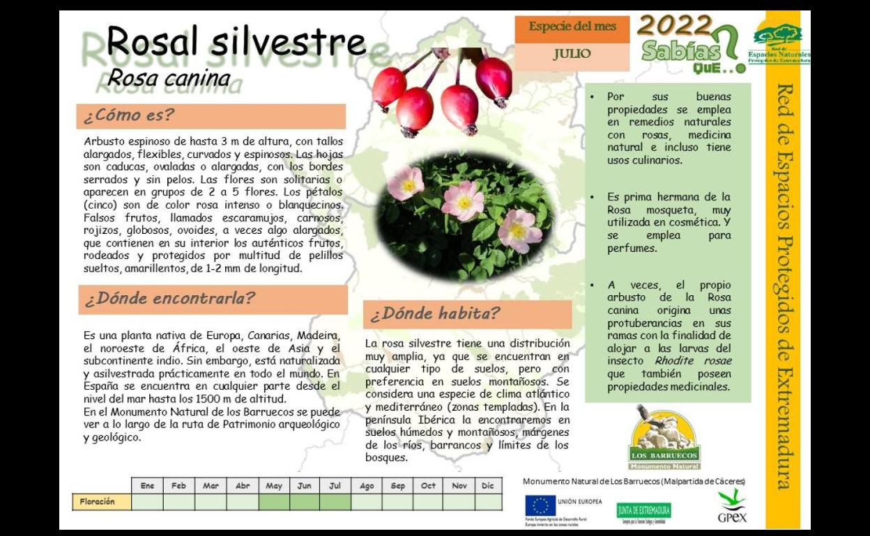 El Centro de Interpretación dedica el mes de julio al Rosal Silvestre