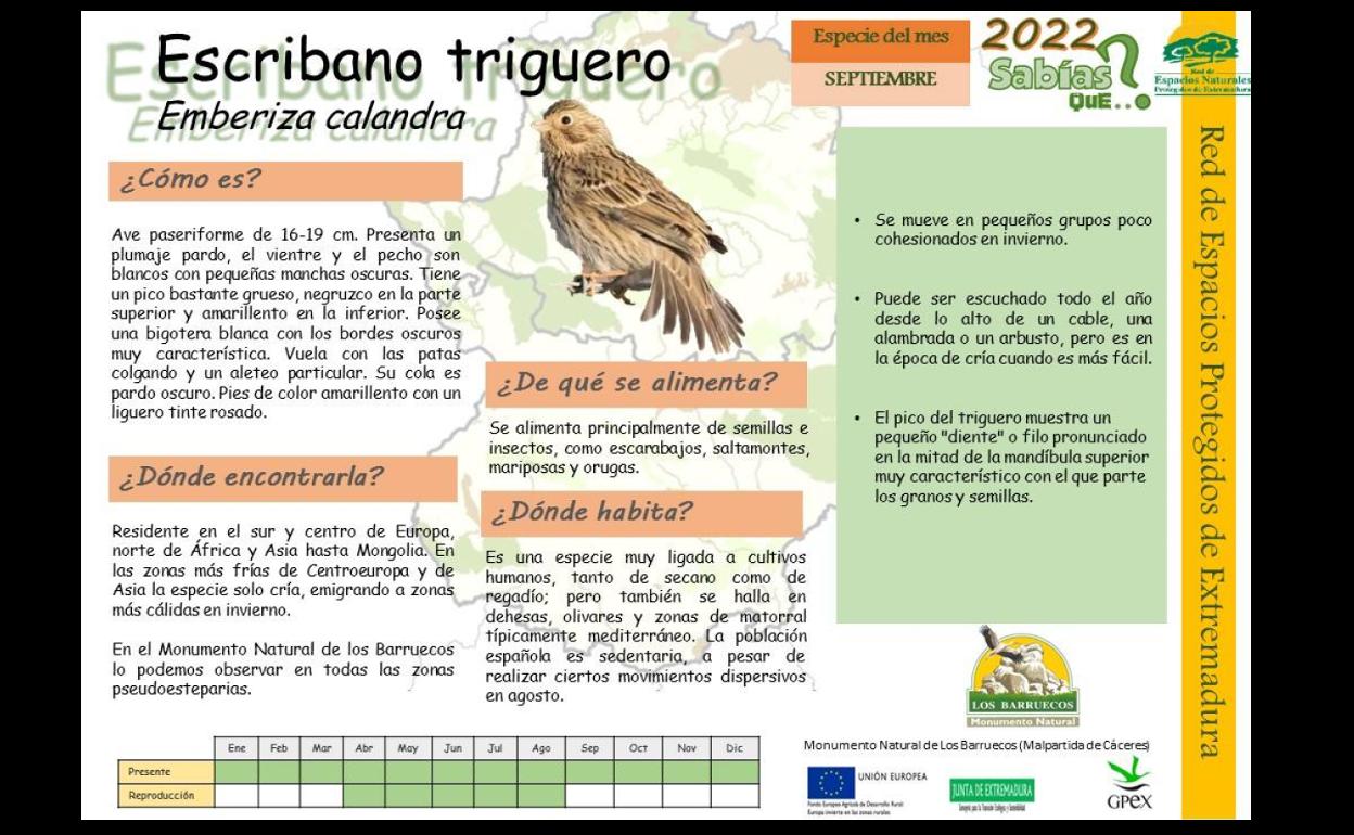 El Escribano Triguero, un pequeño habitante de Los Barruecos