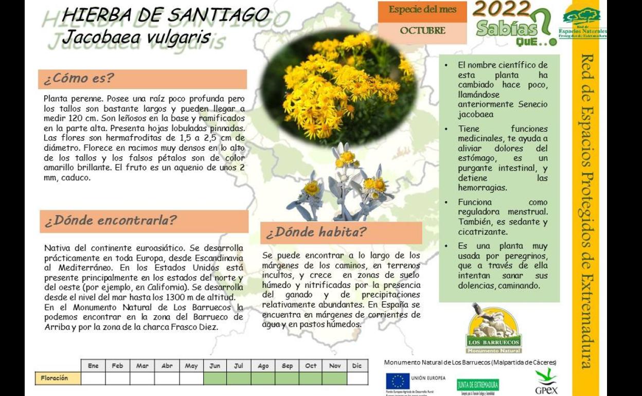 La Hierba de Santiago, un manto amarillo en Los Barruecos