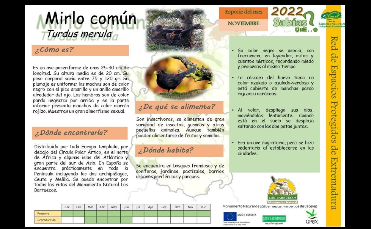 El Centro de Interpretación dedica noviembre al Mirlo Común