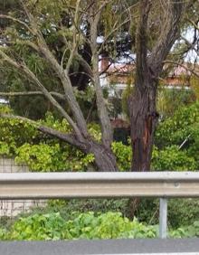 Imagen secundaria 2 - Una gran balsa de agua en la zona de la piscina municipal y un árbol caído.