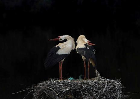 Imagen secundaria 1 - 'A dúo', de Luis Miguel Rivas, primer Premio del XXXII Certamen Fotográfico Internacional 'Semana de la Cigüeña 2023'