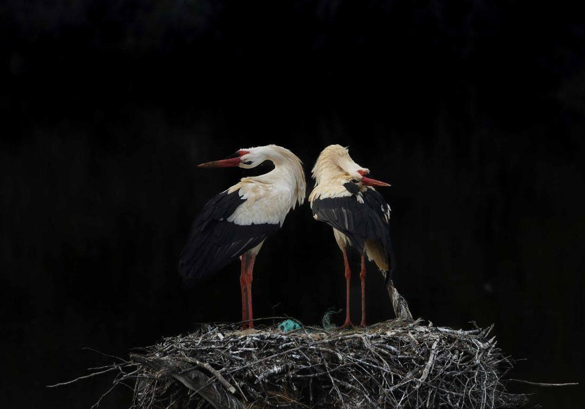 'A duo', primer premio, de Luis Miguel Rivas Bodon, de Moraleja.