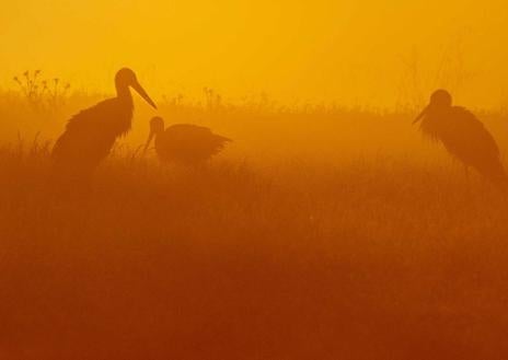 Imagen secundaria 1 - 'A dúo', de Luis Miguel Rivas, primer Premio del XXXII Certamen Fotográfico Internacional 'Semana de la Cigüeña 2023'