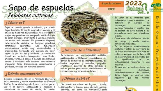 El Sapo de espuelas, uno de los habitantes de Los Barruecos