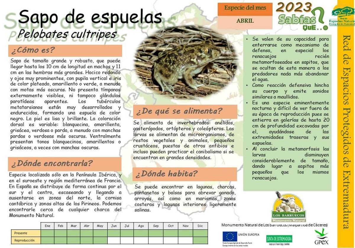 El Sapo de espuelas, uno de los habitantes de Los Barruecos