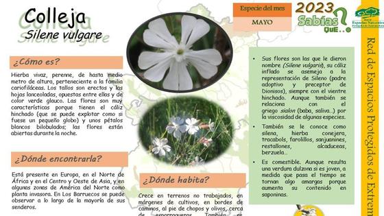 El Centro de Interpretación dedica el mes de mayo a conocer la Colleja
