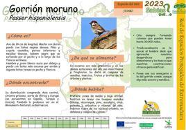 El Centro de Interpretación dedica junio al Gorrión Moruno