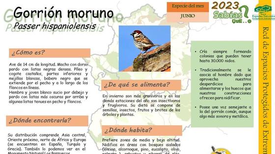 El Centro de Interpretación dedica junio al Gorrión Moruno