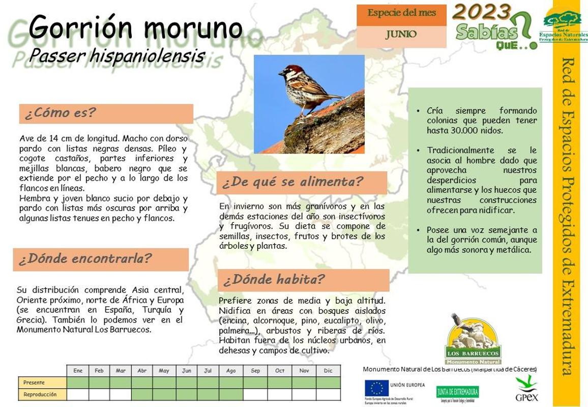 El Centro de Interpretación dedica junio al Gorrión Moruno