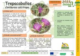 El Centro de Interpretación dedica el mes de julio a la Cenaurea Calcitrapa