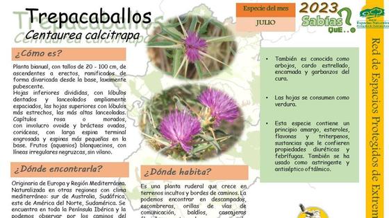 El Centro de Interpretación dedica el mes de julio a la Cenaurea Calcitrapa
