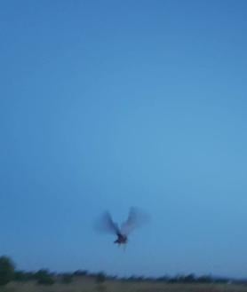 Imagen secundaria 2 - Liberación de una de las aves.