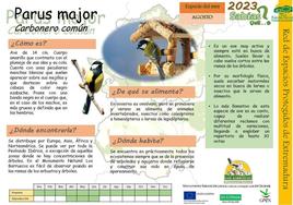 El Centro de Interpretación dedica la ficha de agosto al Parus Major