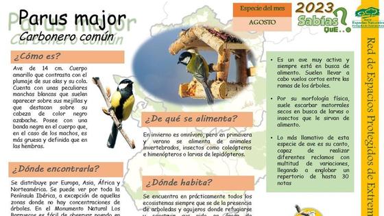 El Centro de Interpretación dedica la ficha de agosto al Parus Major