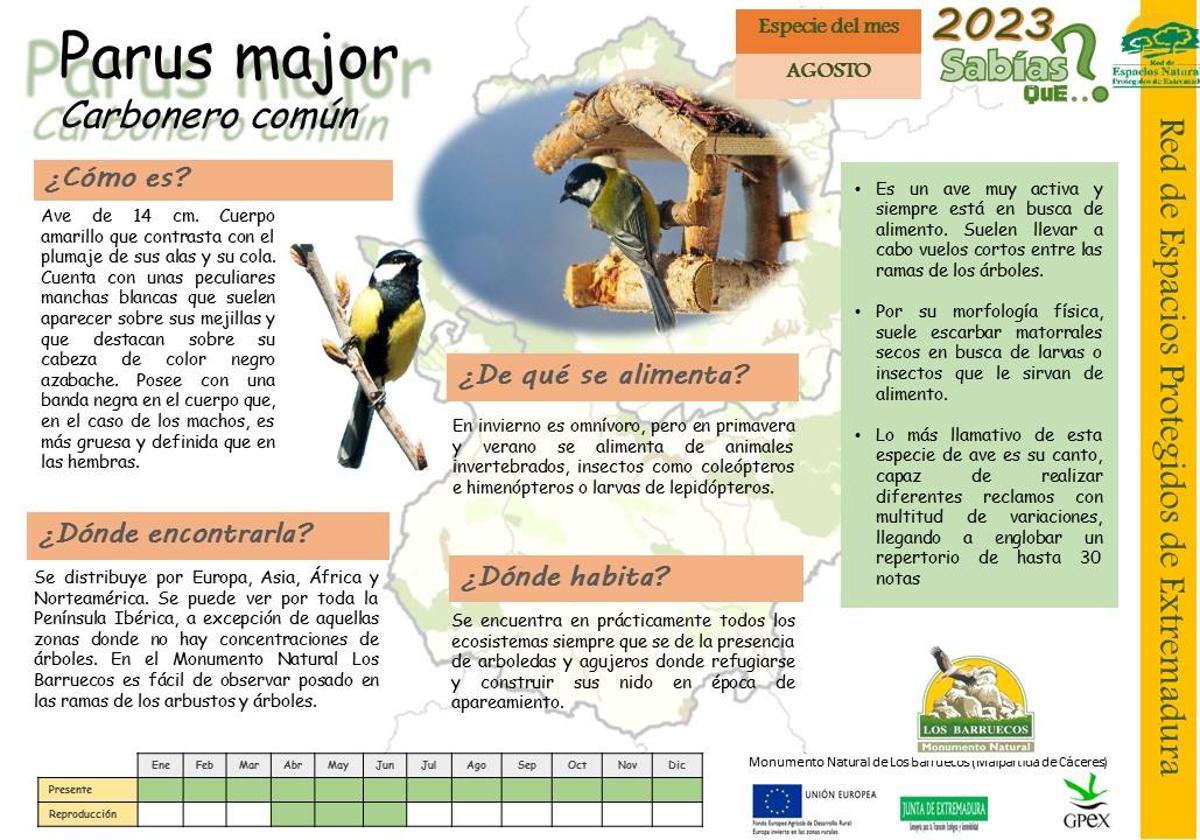 El Centro de Interpretación dedica la ficha de agosto al Parus Major
