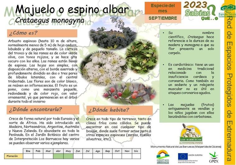 El Centro de Interpretación dedica septiembre al Majuelo o Espino Albar
