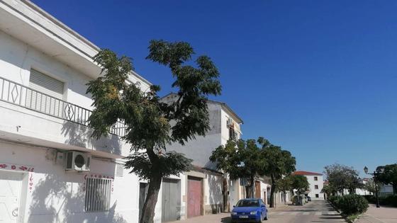 El Ayuntamiento lleva a cabo la poda y desmoche de los árboles de la calle Cervantes