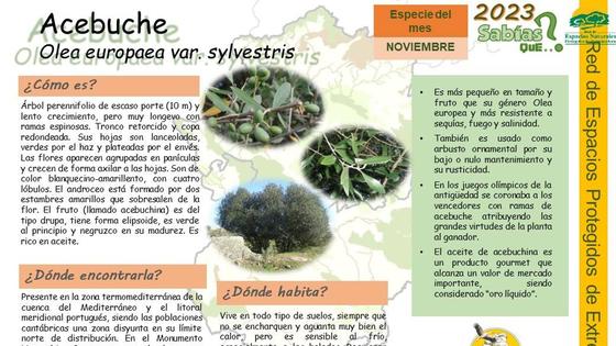 El acebuche, planta del mes del Centro de Interpretación