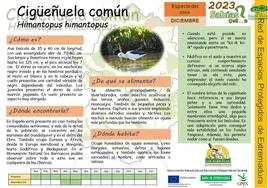La cigüeñela común, ave del mes del Centro de Interpretación