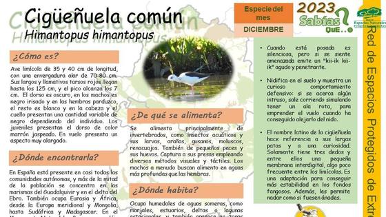 La cigüeñela común, ave del mes del Centro de Interpretación