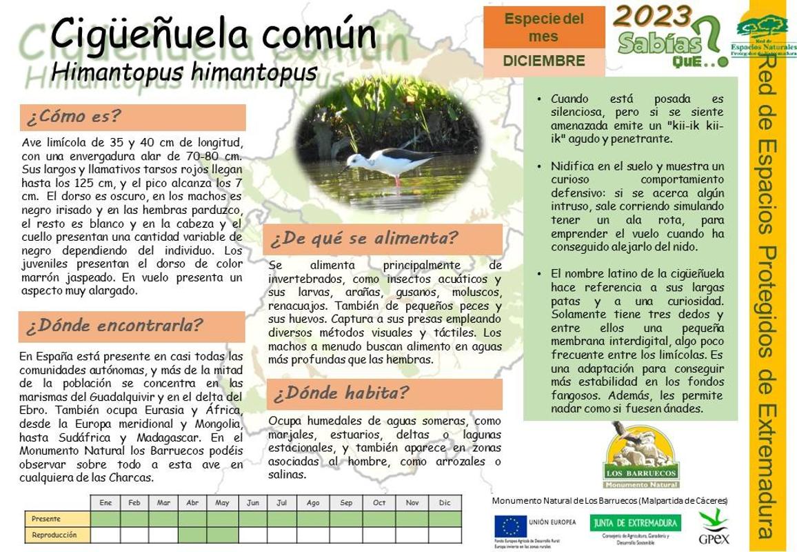 La cigüeñela común, ave del mes del Centro de Interpretación