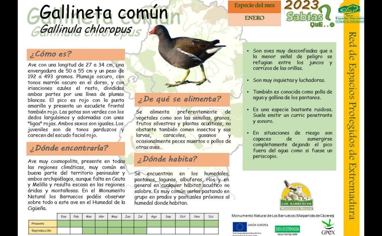 El Centro de Interpretación dedica enero a la Gallineta Común
