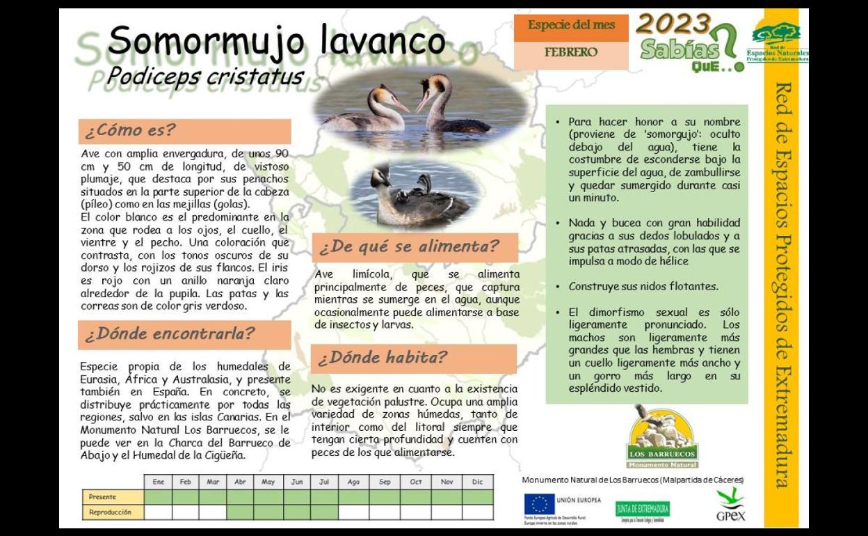 El Centro de Interpretación dedica el mes de febrero a conocer al Somormujo lavanco