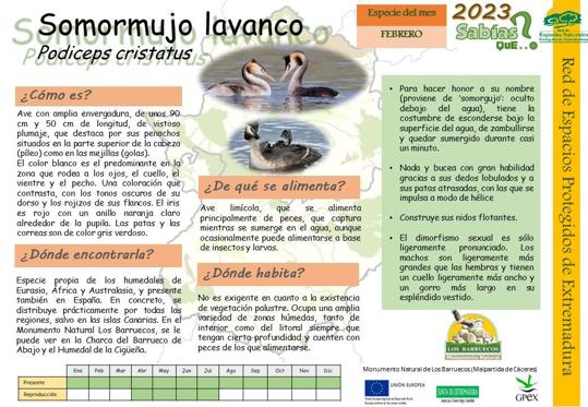 El Centro de Interpretación dedica el mes de febrero a conocer al Somormujo lavanco