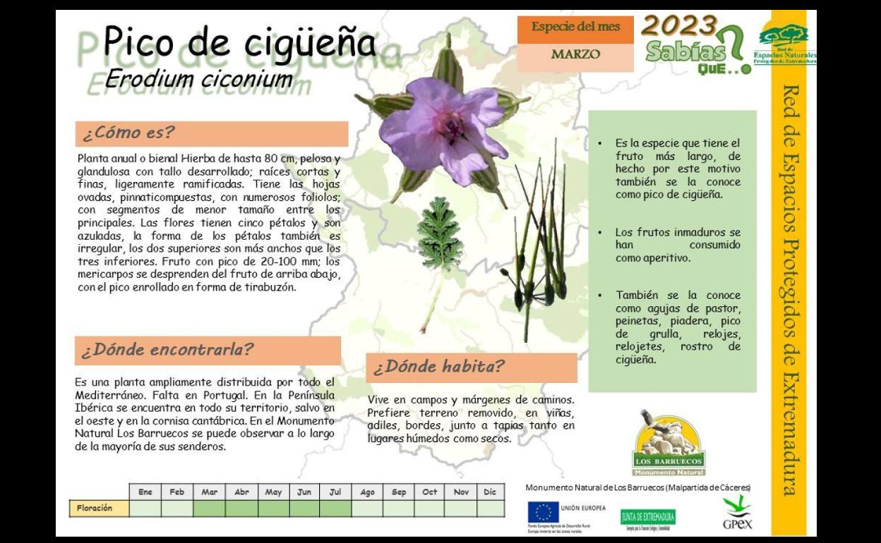 El Centro de Interpretación dedica el mes de marzo a la planta 'Pico de Cigüeña'