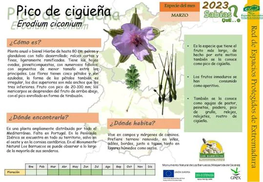 El Centro de Interpretación dedica el mes de marzo a la planta &#039;Pico de Cigüeña&#039;