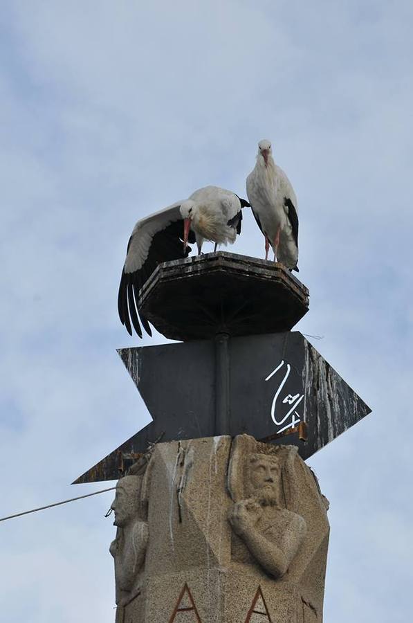 Cigüeñas en la Plazuela del Sol. 