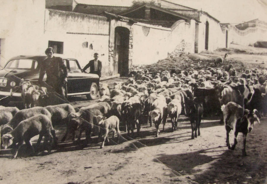 La calle Alberca es atravesada por un rebañ̃o de ovejas y cabras bajo la atenta mirada del taxista Platina. Archivo JAAG.