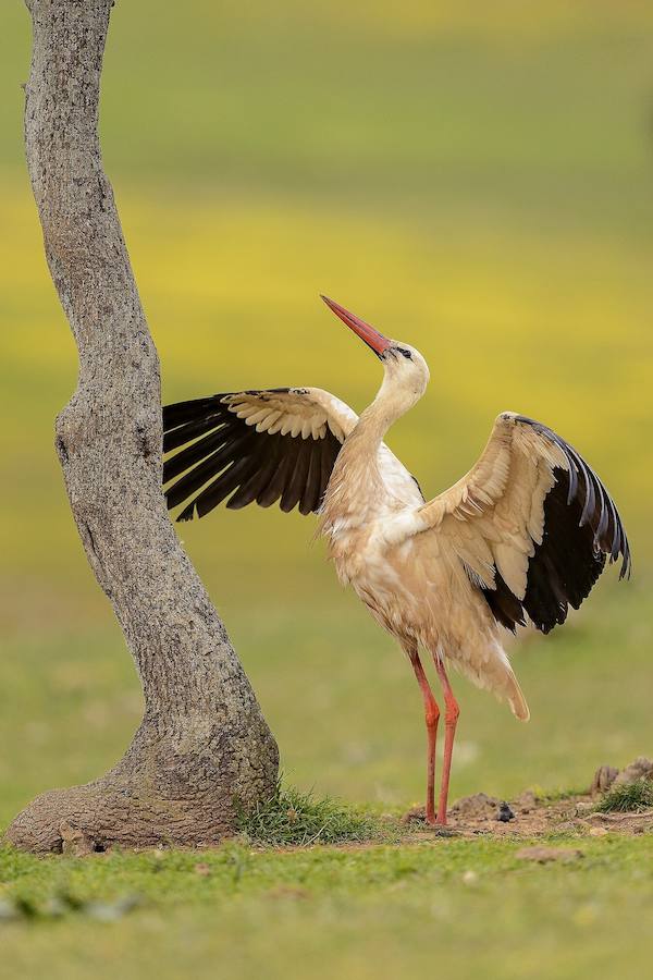 XXVIII Certamen Semana de la Cigüña Primer Premio, Yo soy ésa, de Jesús Recuero