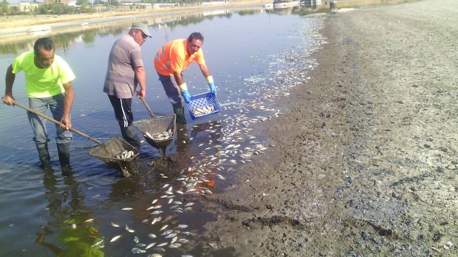 En los trabajos de retirada de los peces. 