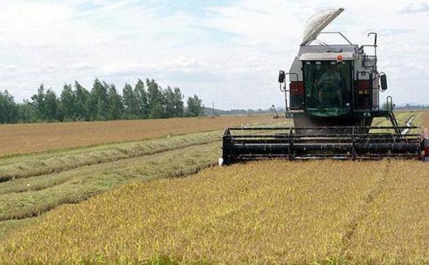 Máquina cosechando un campo de arroz. 