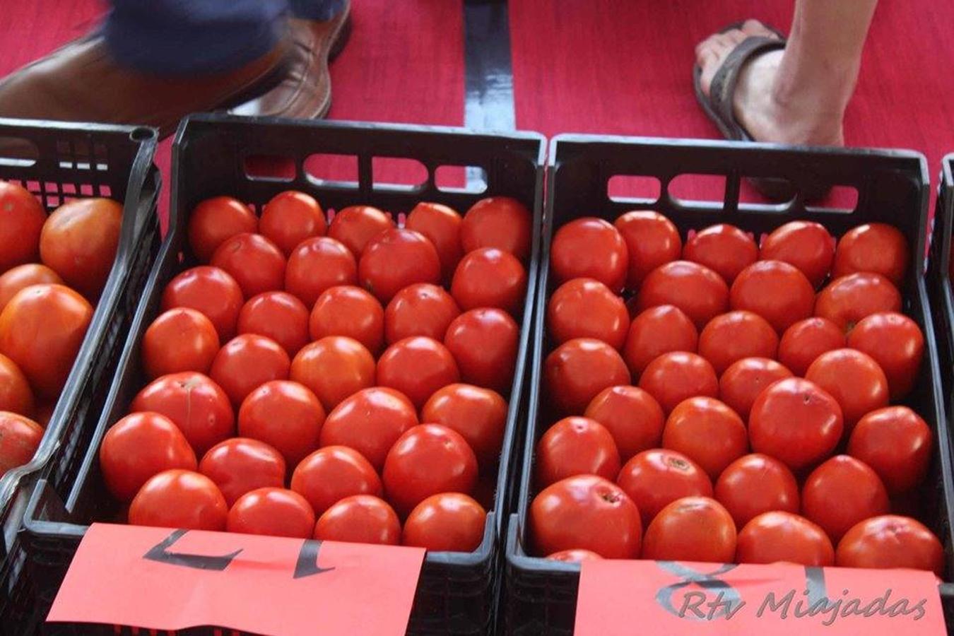 Folklore, gastronomía, música y claro está, mucho tomate. El fin de semana del 19 al 21 de julio la localidad miajadeña volvió a volcarse un año más con el alimento que caracteriza a Miajadas: el tomate. Tres días cargados de festividad en una tercera edición que mejora el nivel de años anteriores, objetivo perseguido por parte del consistorio. 