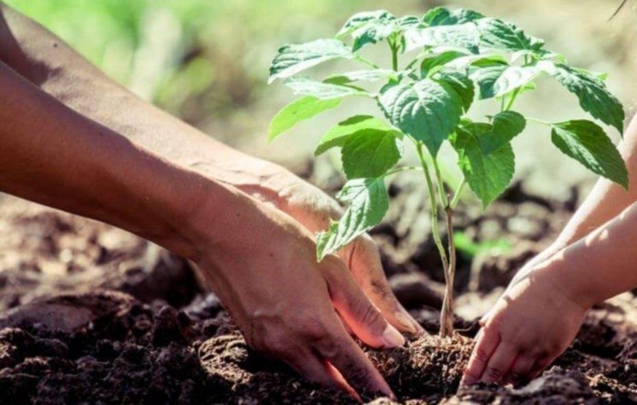Un padre y su hija plantan juntos un árbol 