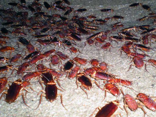 La cucaracha americana se ha extendido en España desde hace años 